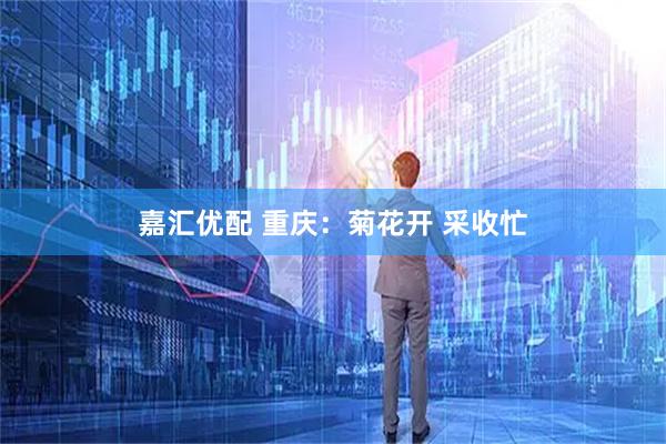 嘉汇优配 重庆:菊花开 采收忙