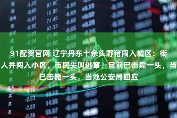 91配资官网 辽宁丹东十余头野猪闯入城区：街头狂奔追逐行人并闯入小区，市民尖叫逃窜，目前已击毙一头，当地公安局回应